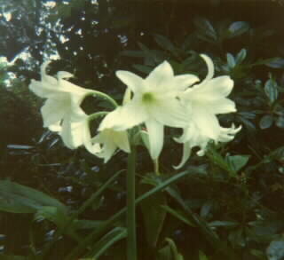 Hybrid 3