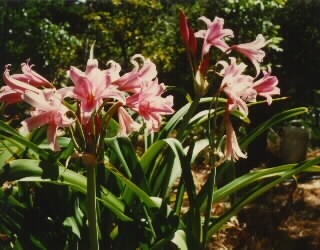 Hybrid 9