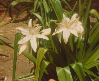 Hybrid 11