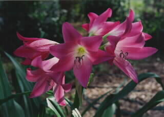 Hybrid 13
