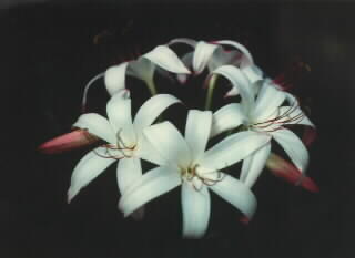 Hybrid 15